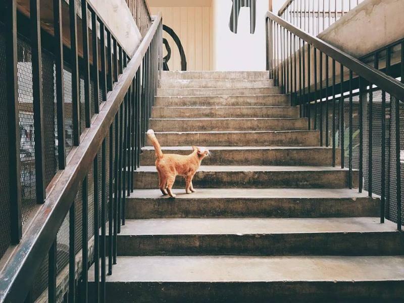 Thunder Bird Hostel Chiang Mai Dış mekan fotoğraf